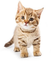 Cats Companion Pet Sitting Service in Milton Keynes
