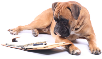 Cats Companion Pet Sitting Service in Milton Keynes