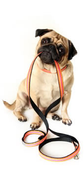 Cats Companion Pet Sitting Service in Milton Keynes